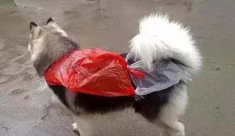 敢在暴雨天遛狗的主人…都是勇士!