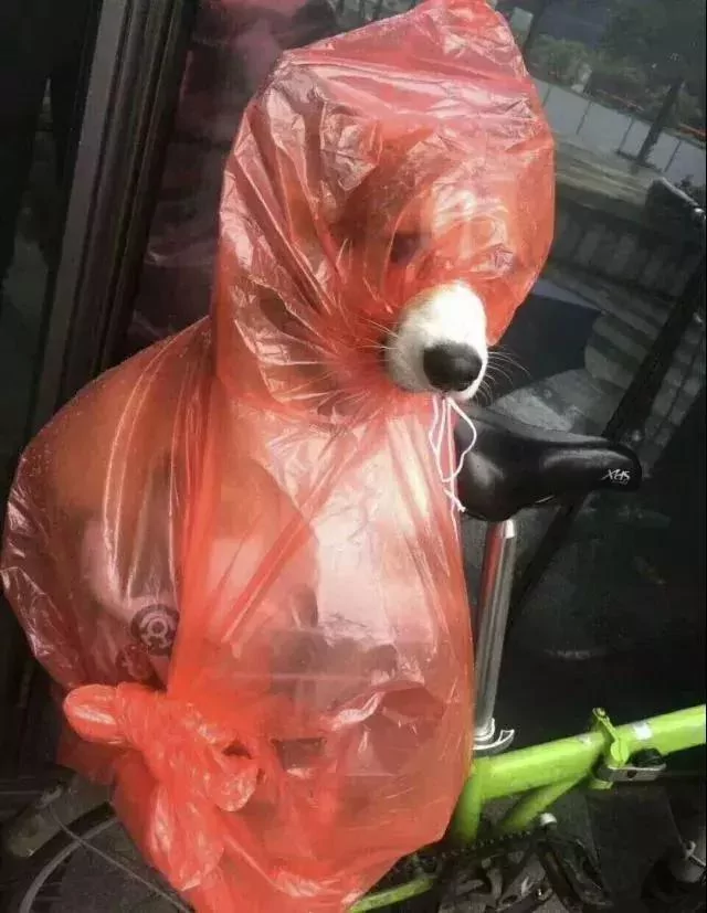 敢在暴雨天遛狗的主人…都是勇士!