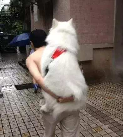 敢在暴雨天遛狗的主人…都是勇士!