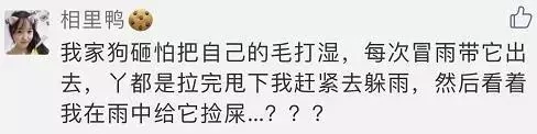 敢在暴雨天遛狗的主人…都是勇士!