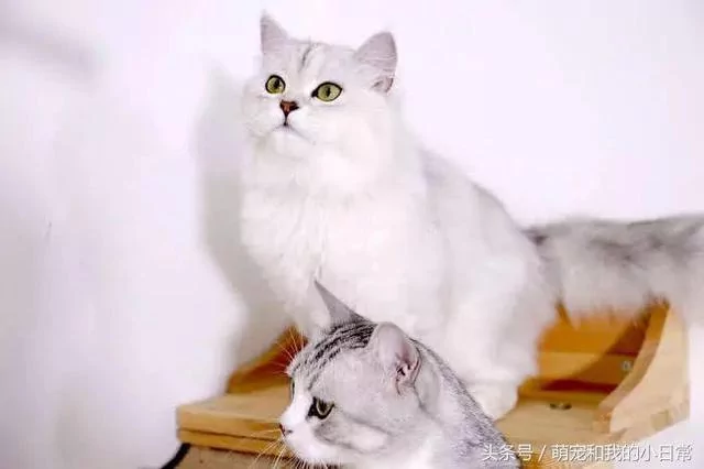 说好同宠二喵 主人给零食还是偏心白猫 灰猫生气了:不吃了!