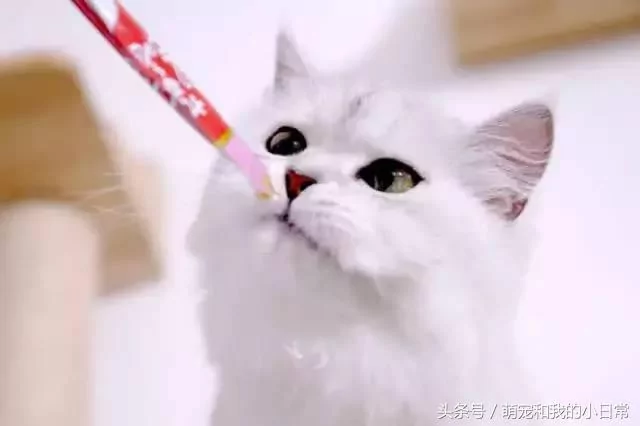 说好同宠二喵 主人给零食还是偏心白猫 灰猫生气了:不吃了!