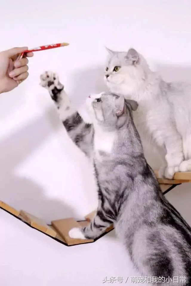 说好同宠二喵 主人给零食还是偏心白猫 灰猫生气了:不吃了!