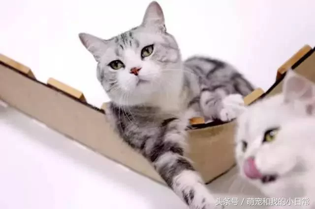 说好同宠二喵 主人给零食还是偏心白猫 灰猫生气了:不吃了!
