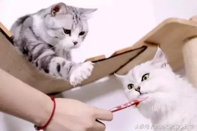 说好同宠二喵 主人给零食还是偏心白猫 灰猫生气了:不吃了!
