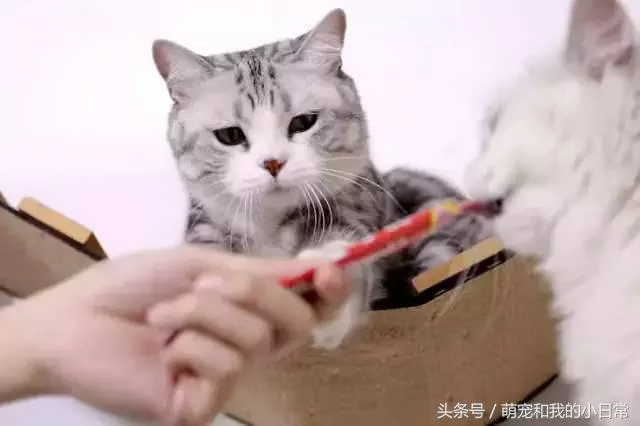 说好同宠二喵 主人给零食还是偏心白猫 灰猫生气了:不吃了!