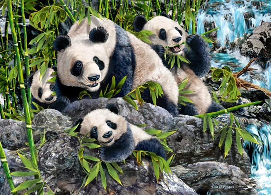 照片中你看到了几只熊猫?测你的潜力天性!