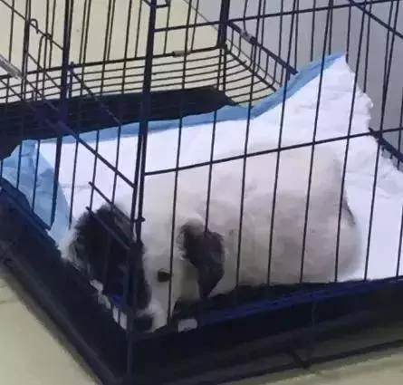 车主在车后发现一个纸箱 竟是一只小边牧 看了一眼后沉默了!