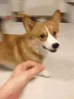 柯基这种狗 你要不亲自养一只就亏大发了!