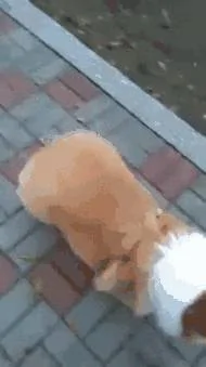柯基这种狗 你要不亲自养一只就亏大发了!