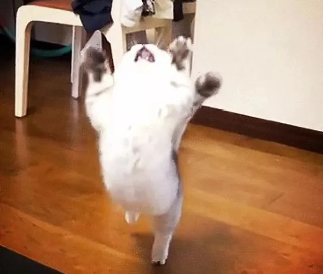 猫咪半个月不搭理主人 爆出真相后 网友表示:活该!