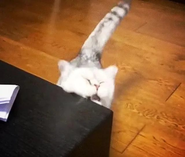 猫咪半个月不搭理主人 爆出真相后 网友表示:活该!