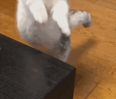 猫咪半个月不搭理主人 爆出真相后 网友表示:活该!