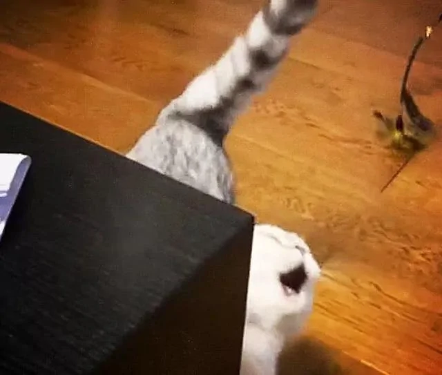 猫咪半个月不搭理主人 爆出真相后 网友表示:活该!