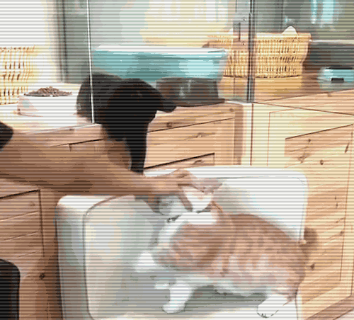 看到橘猫被主人调戏 黑猫刚想笑 一抬头突然哭了!