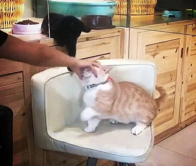 看到橘猫被主人调戏 黑猫刚想笑 一抬头突然哭了!