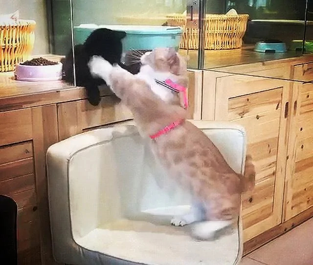 看到橘猫被主人调戏 黑猫刚想笑 一抬头突然哭了!