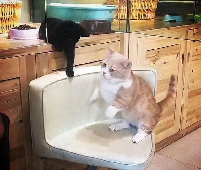 看到橘猫被主人调戏 黑猫刚想笑 一抬头突然哭了!