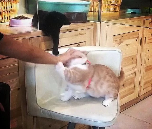 看到橘猫被主人调戏 黑猫刚想笑 一抬头突然哭了!