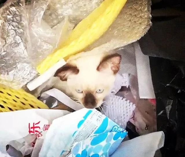 垃圾袋里捡了一只暹罗猫 以为流浪猫 仔细一看差点气得晕倒！