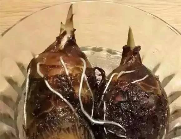 把蔬菜种起来 变成小盆景有趣又好看