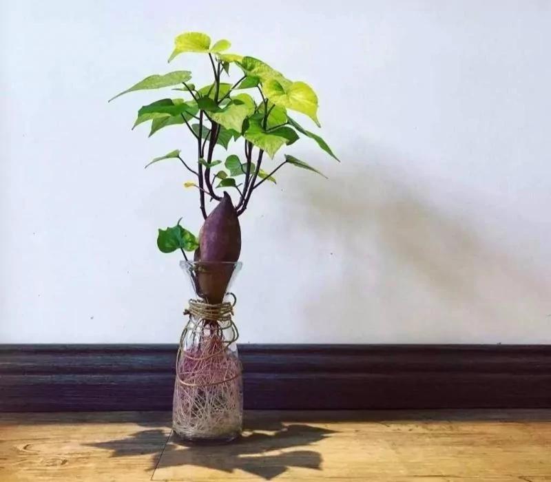 把蔬菜种起来 变成小盆景有趣又好看