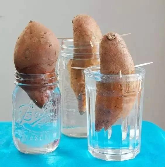 把蔬菜种起来 变成小盆景有趣又好看