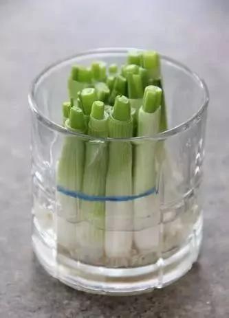 把蔬菜种起来 变成小盆景有趣又好看