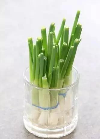 把蔬菜种起来 变成小盆景有趣又好看