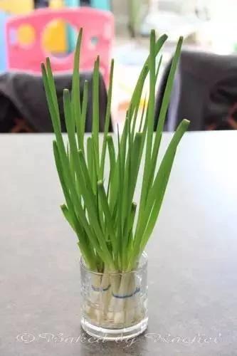 把蔬菜种起来 变成小盆景有趣又好看