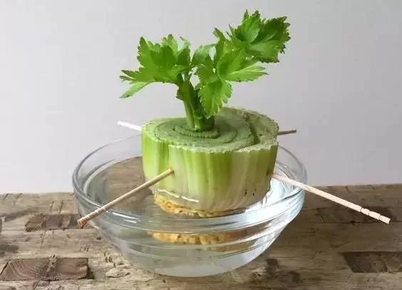 把蔬菜种起来 变成小盆景有趣又好看