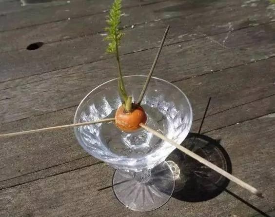 把蔬菜种起来 变成小盆景有趣又好看