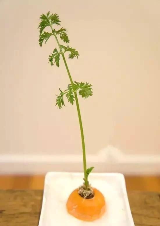 把蔬菜种起来 变成小盆景有趣又好看