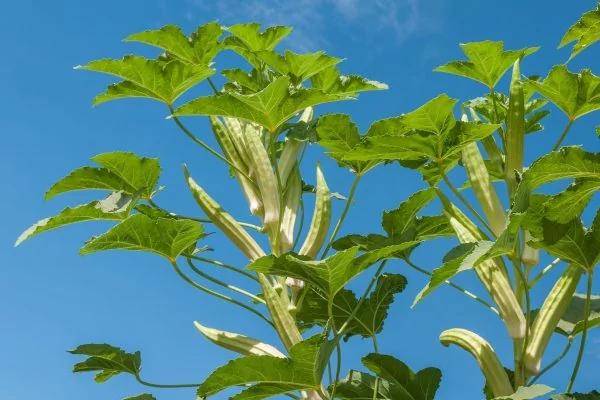 用它煮水确实可以降血糖 但吃下完整的才实在啦