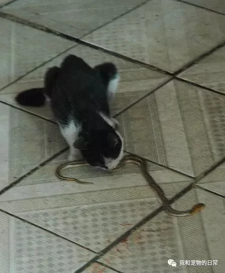 好心收养一只流浪猫回家 猫咪感恩带礼物回家 只是礼物太吓人!