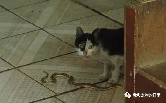 好心收养一只流浪猫回家 猫咪感恩带礼物回家 只是礼物太吓人!