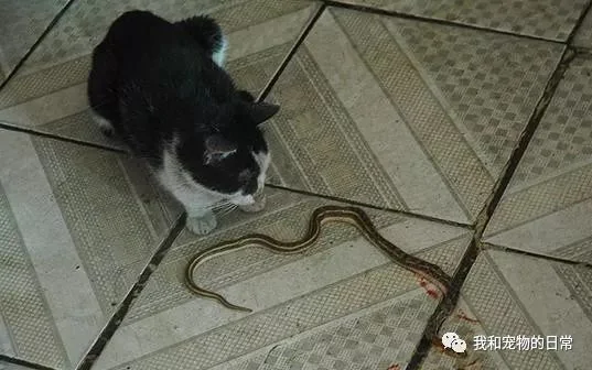 好心收养一只流浪猫回家 猫咪感恩带礼物回家 只是礼物太吓人!