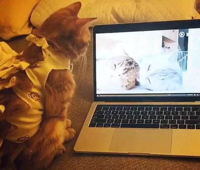橘猫刚失恋 看到这个视频一脸绝望!
