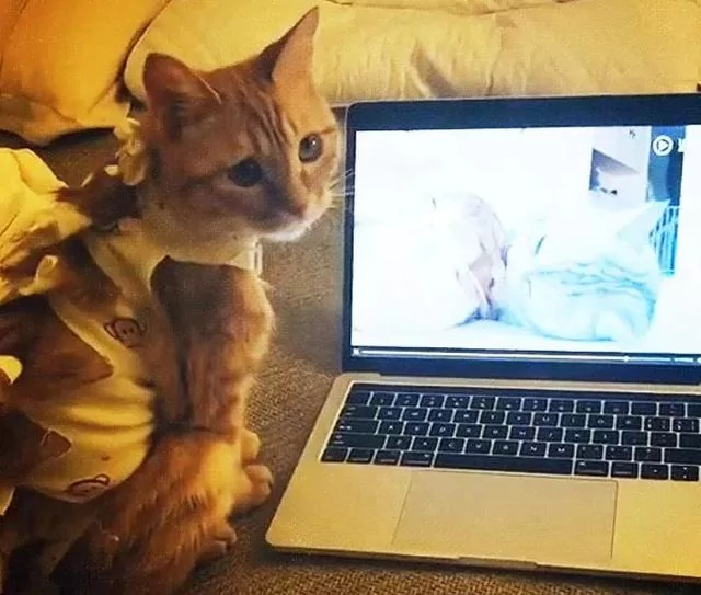 橘猫刚失恋 看到这个视频一脸绝望!
