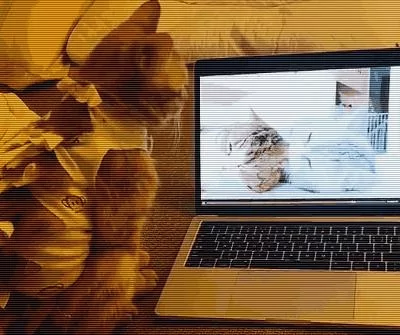 橘猫刚失恋 看到这个视频一脸绝望!