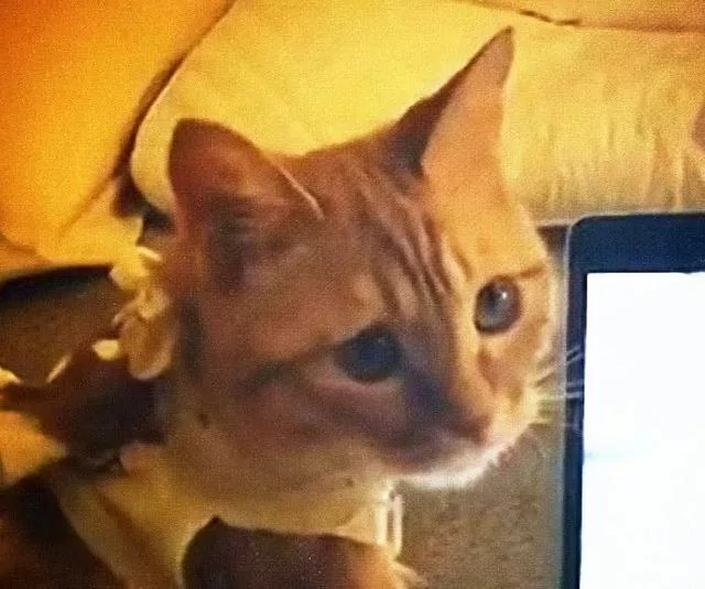 橘猫刚失恋 看到这个视频一脸绝望!