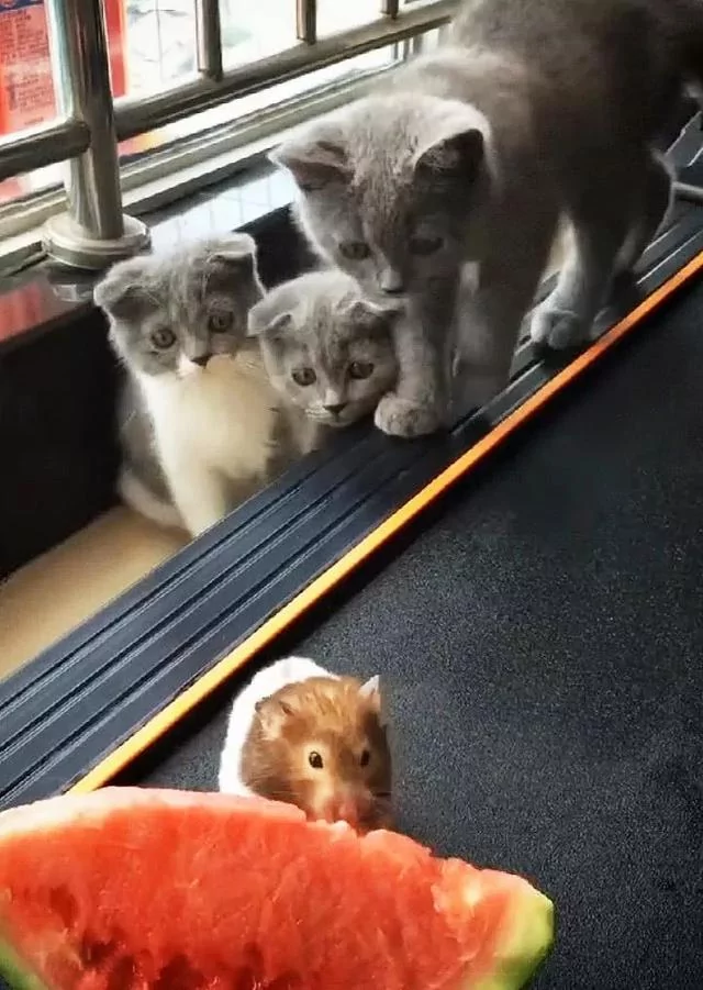 拍晕正在吃瓜的豚鼠 却被主人指责没风度 猫咪:这日子没法过了!