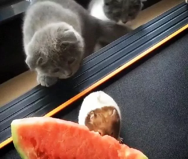 拍晕正在吃瓜的豚鼠 却被主人指责没风度 猫咪:这日子没法过了!
