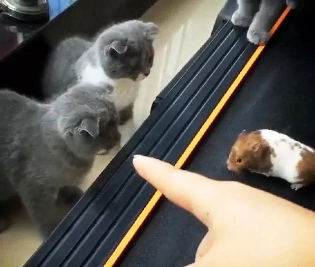 拍晕正在吃瓜的豚鼠 却被主人指责没风度 猫咪:这日子没法过了!