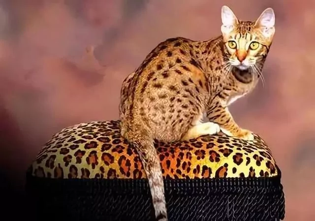 古老神秘的代言人:埃及猫 金字塔当猫窝!