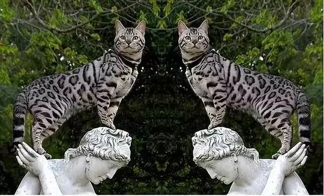 古老神秘的代言人:埃及猫 金字塔当猫窝!