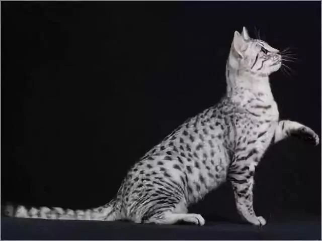 古老神秘的代言人:埃及猫 金字塔当猫窝!