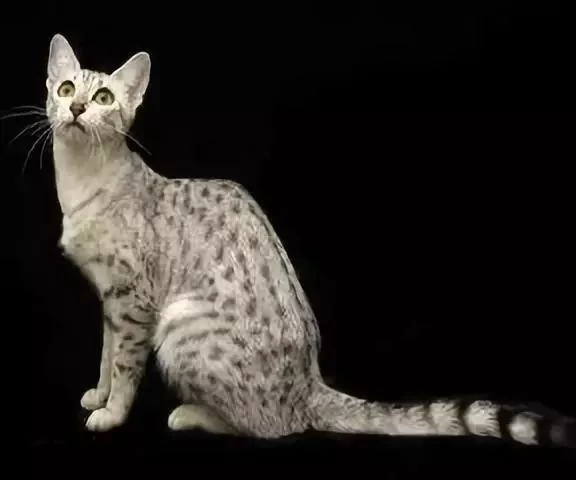 古老神秘的代言人:埃及猫 金字塔当猫窝!