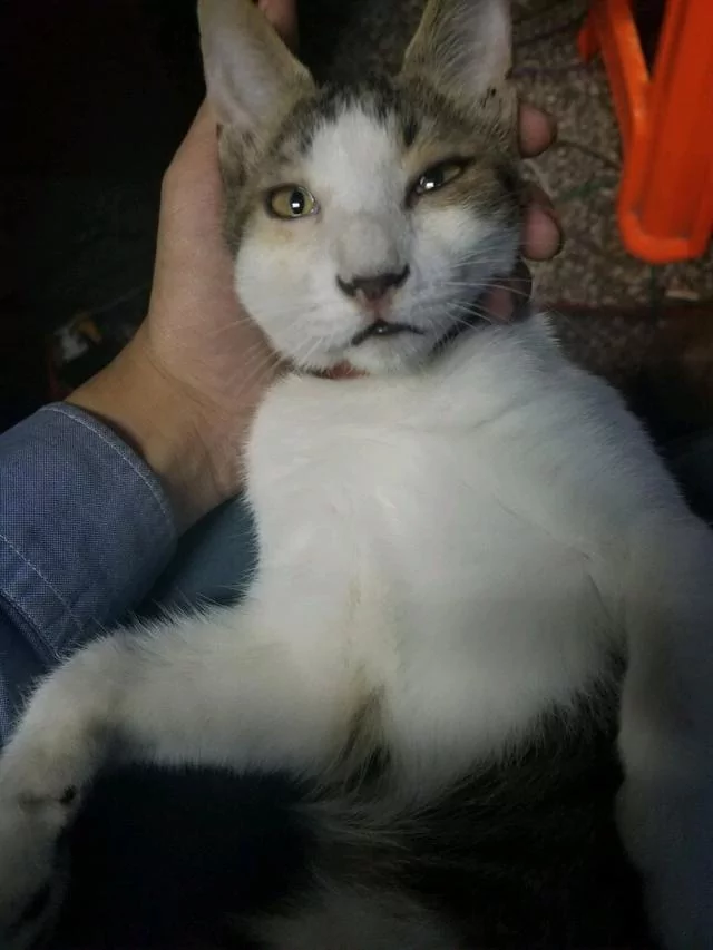 发现家里猫咪有点不对劲 抱起一看它的脸 笑翻了!