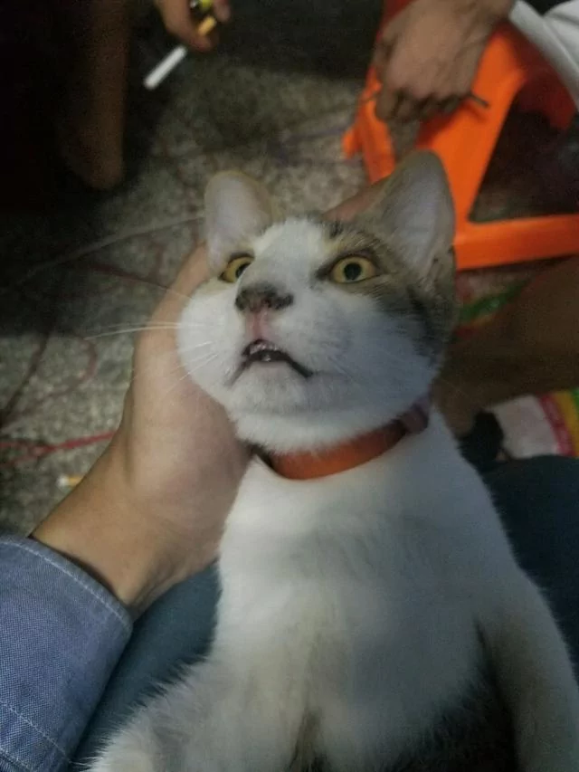 发现家里猫咪有点不对劲 抱起一看它的脸 笑翻了!